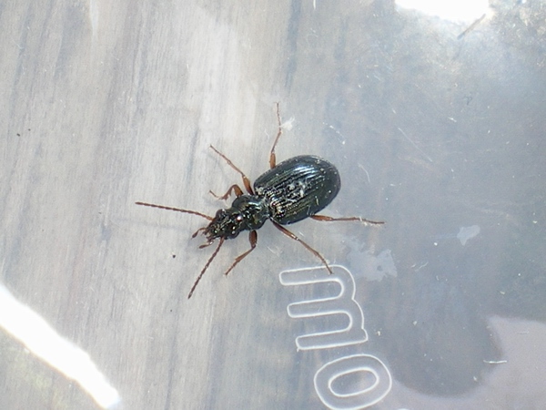 Piccolo carabide - Ocydromus gudenzii